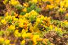Falkland Islands, West Point Island. Black-chinned siskin bird among flowers. Art Print